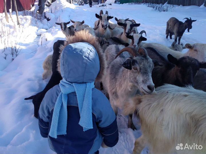 Продаю коз