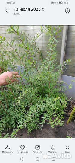 Спирея серая грефшейм