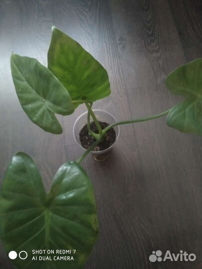 Алоказии ред секрет, Юкатан