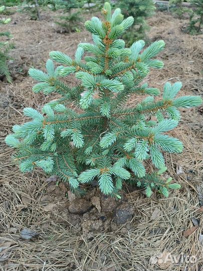 Ель голубая