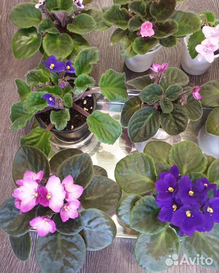 Фиалки, сенполии, розовые, фиолетовые, белые