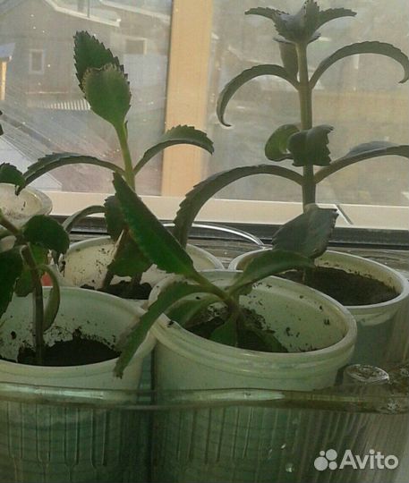 Каланхоэ лечебный