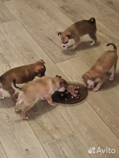 Той-терьер щенки