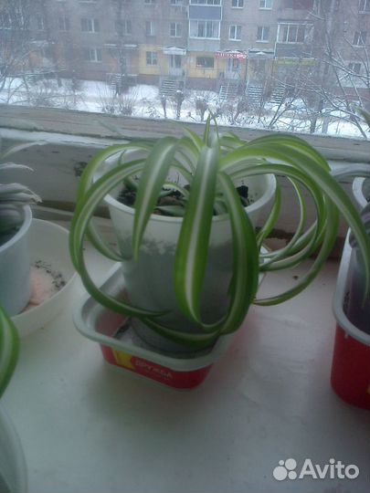 Хлорофитум