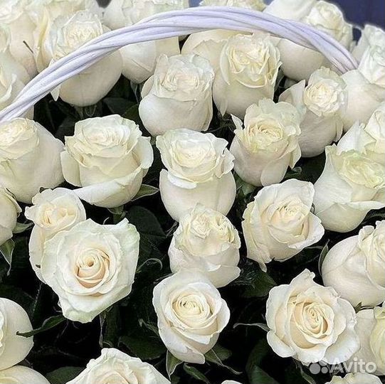 Высокие Розы с Доставкой