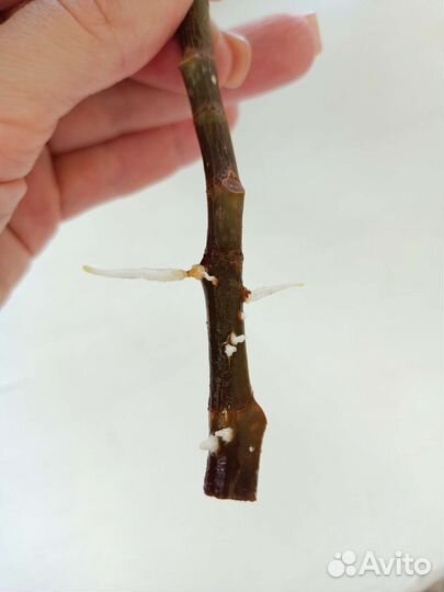 Фикус отростки