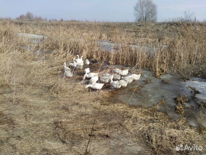 Яйцо гусиное