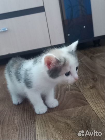 Отдадим котёнка в добрые руки