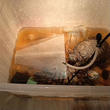 Красноухая черепаха Пермь