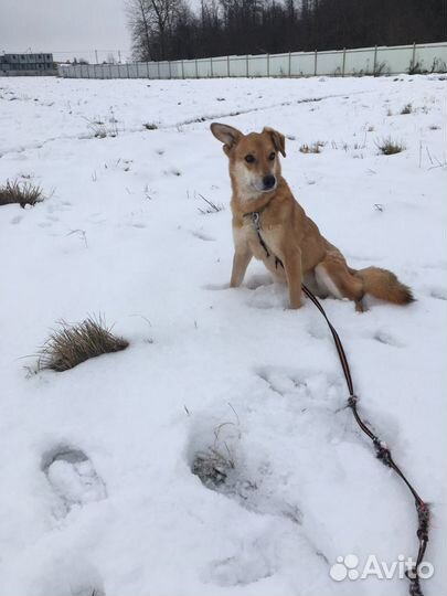 Лили в добрые руки