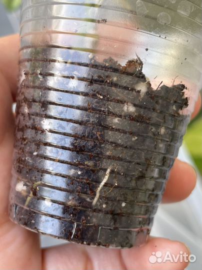 Сциндапсус маяри