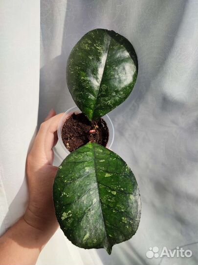 Хойи укорененные