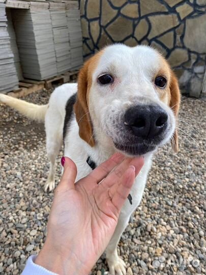 Собака из приюта