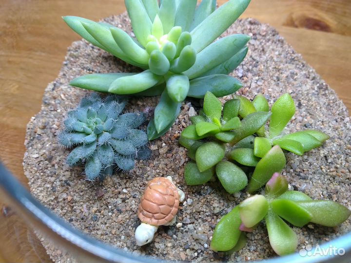 Флорариум с суккулентами