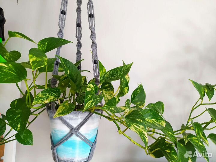 Сциндапсус эпипремнум Золотистый черенки