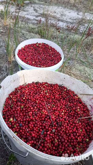 Брусника свежая 300