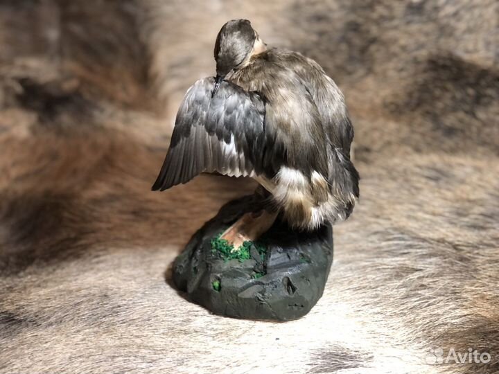 Чучело птицы