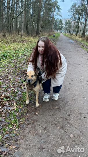 Выгул собак