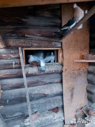 Продажа голубей