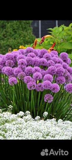 Лук Суворова анзурский