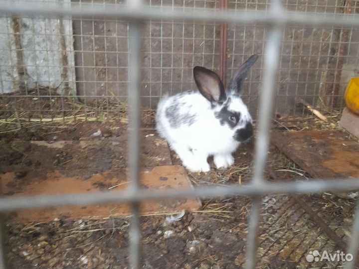 Кролики 2 мес