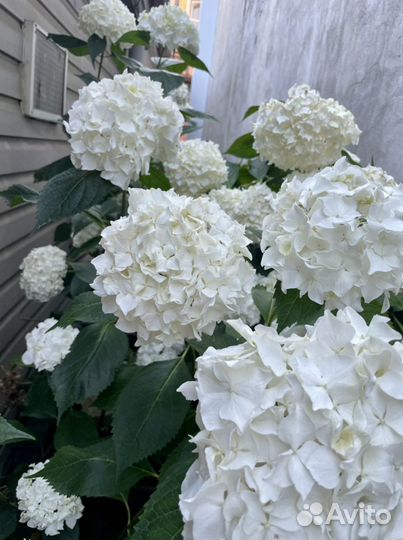 Гортензия саженцы