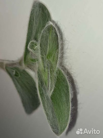 Сортовые традесканции