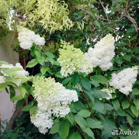 Гортензия метельчатая