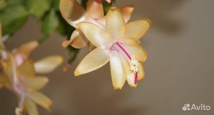 Цветы домашние