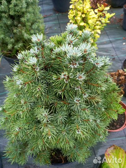 Ель коника, Ель голубая