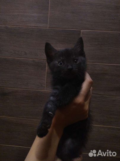 Милые котята ищут дом