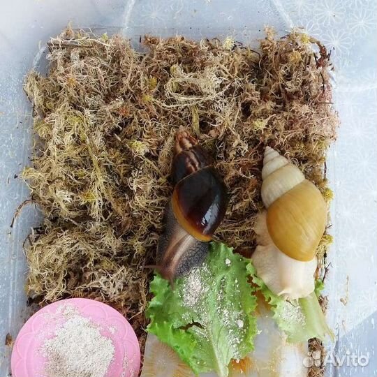 Мох сфагнум для Ахатин