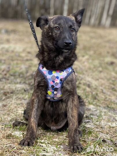Щенок с тигровой шубкой в дар