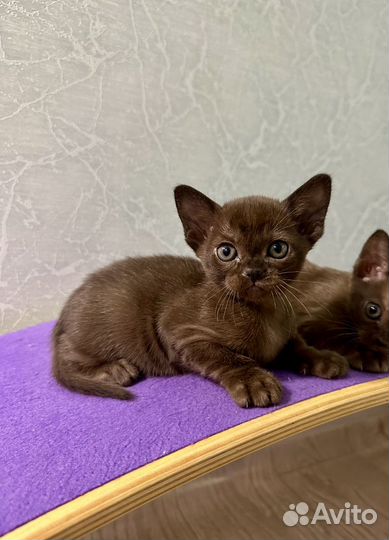 Котята европейской бурмы