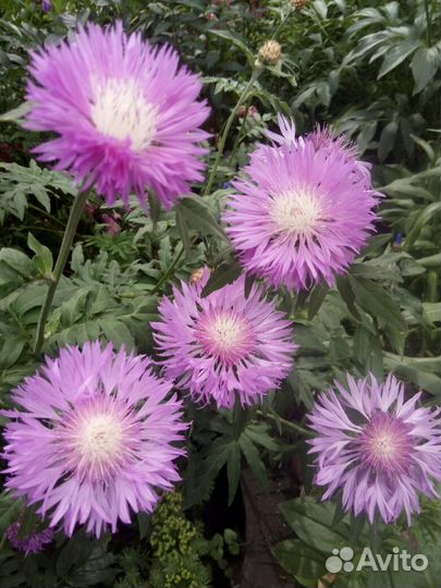 Цветы садовые