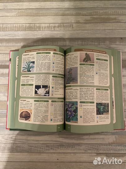 Энциклопедия комнатные растения