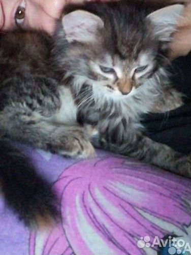 Кошка
