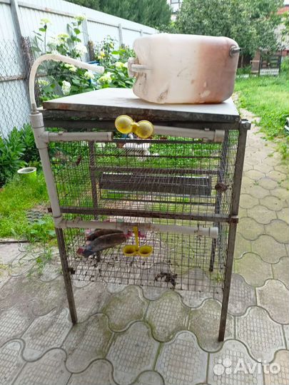 Клетка для перепелов