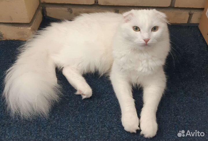 Кошка бесплатно