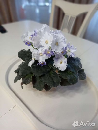 Сортовые фиалки