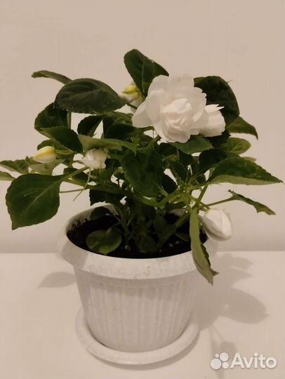 Бальзамин белый махровый