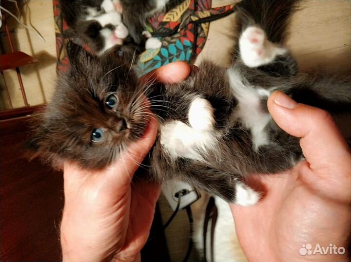 Пушистые котята в добрые руки
