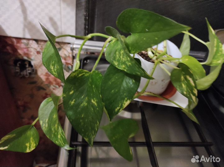 Сциндапсус два вида, спатифиллум