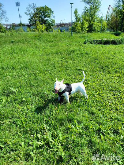 Бультерьер вязка