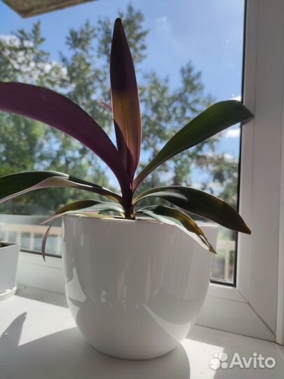 Традесканция (Рео)