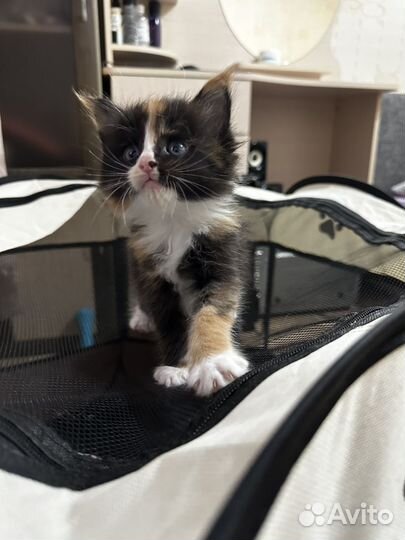 Мейн-кун кошечка