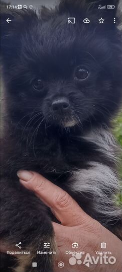 Продается щенок