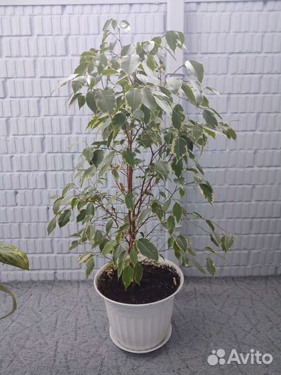 Фикус бенджамина большой