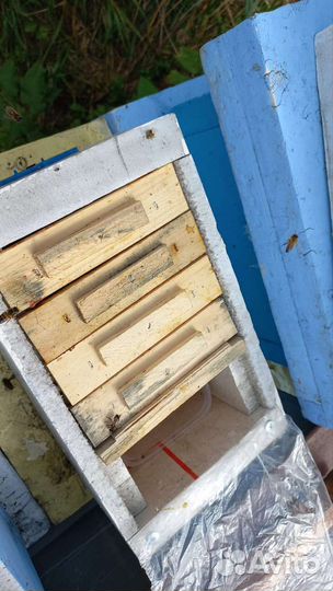 Микронуклеус для маток