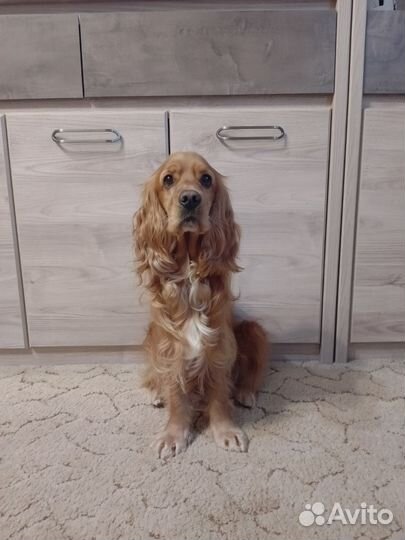 Вязка, кокера спаниеля